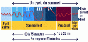 sommeil_cycles