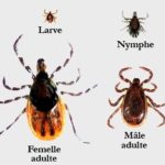 ob_e68447_1909371516